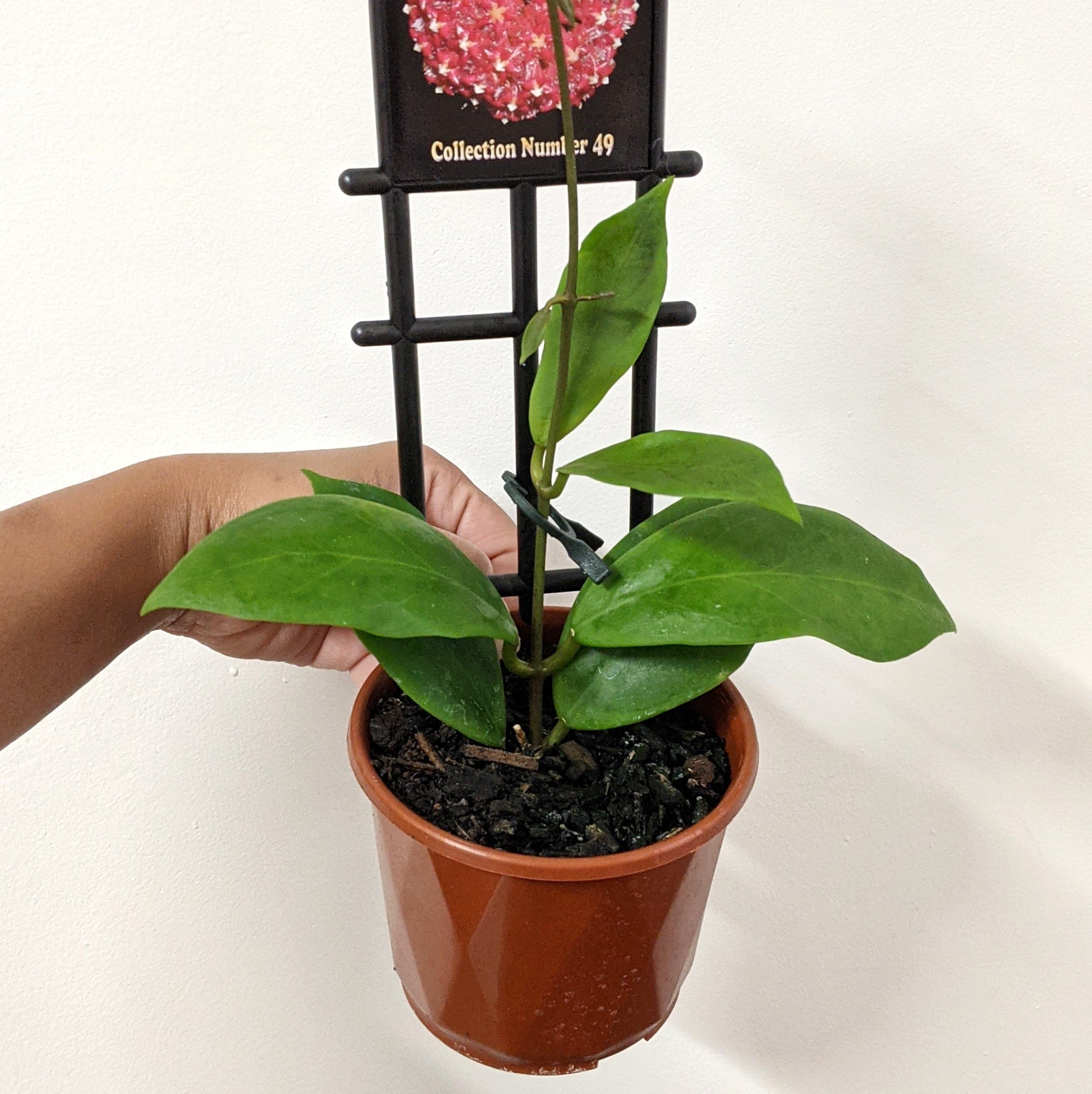 Hoya mindorensis - 10cm pot